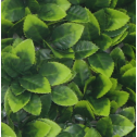 Растения GREEN WALL >> ICNT 125050  - Растения