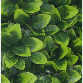 Растения GREEN WALL >> ICNT 125050