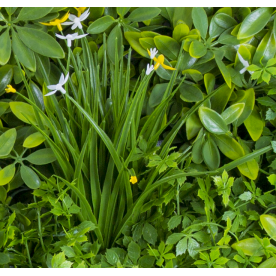 Растения GREEN WALL >> ICNT 135050