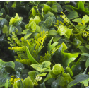 Растения GREEN WALL >> ICNT 145050  - Растения