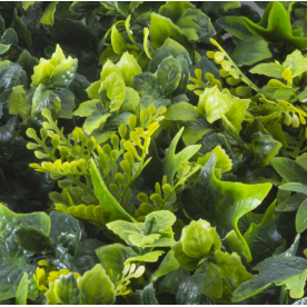 Растения GREEN WALL >> ICNT 145050