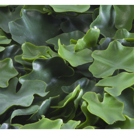 Растения GREEN WALL >> ICNT 155050