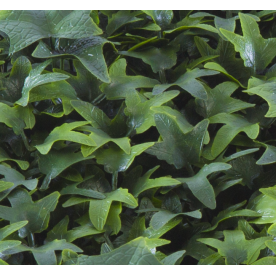 Растения GREEN WALL >> ICNT 165050