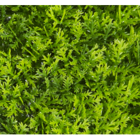 Растения GREEN NATURE>> ICNT 190038